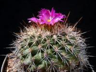 Thumbnail of 1847_Gymnocactus horripilus_20160605_02(1).JPG
